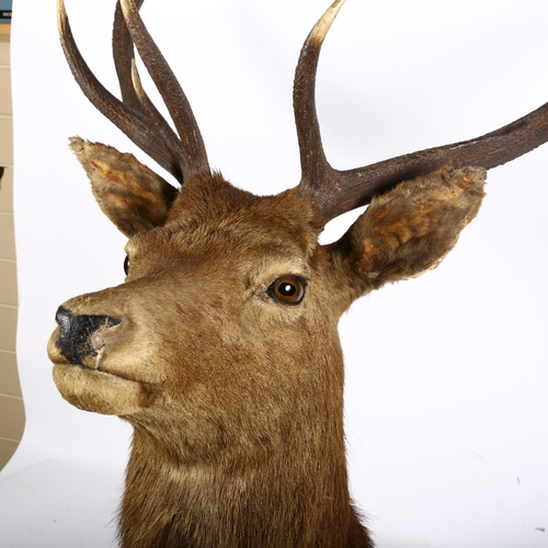 906 - TAXIDERMY - a large red deer stag shoulder mount, 9-point antlers widest point 66cm, height 95cm, fr... 