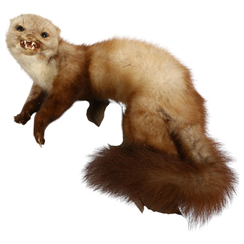 907 - TAXIDERMY - a full mount pine martin, resting on wall-hanging branch