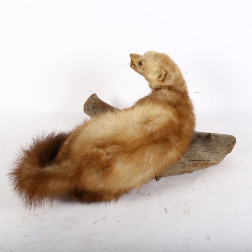 907 - TAXIDERMY - a full mount pine martin, resting on wall-hanging branch