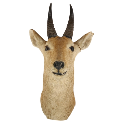 908 - TAXIDERMY - a Reedbuck shoulder mount, wall-hanging, from wall approx 45cm