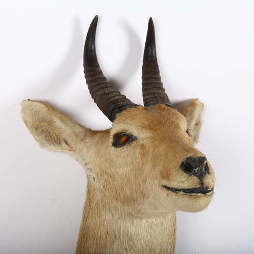 908 - TAXIDERMY - a Reedbuck shoulder mount, wall-hanging, from wall approx 45cm