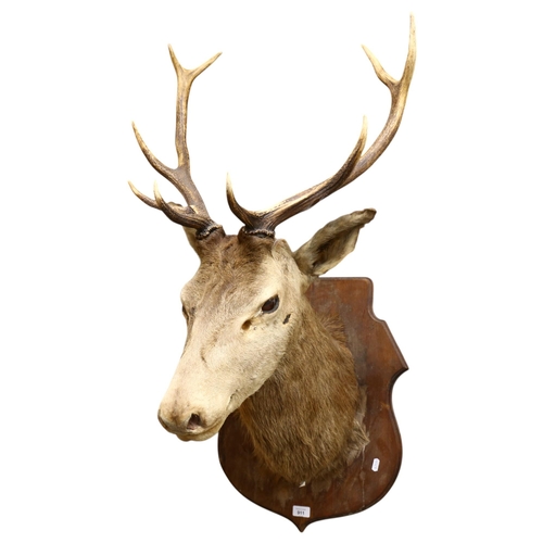 911 - TAXIDERMY - a large red deer stag shoulder mount, 9-point antlers, mounted to wooden shield, height ... 