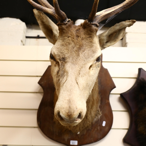 911 - TAXIDERMY - a large red deer stag shoulder mount, 9-point antlers, mounted to wooden shield, height ... 