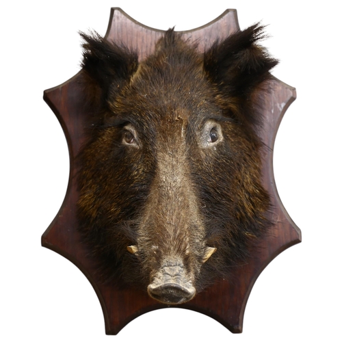 912 - TAXIDERMY - a wild boar head mount, on wooden shield, height 55cm, from wall 34cm