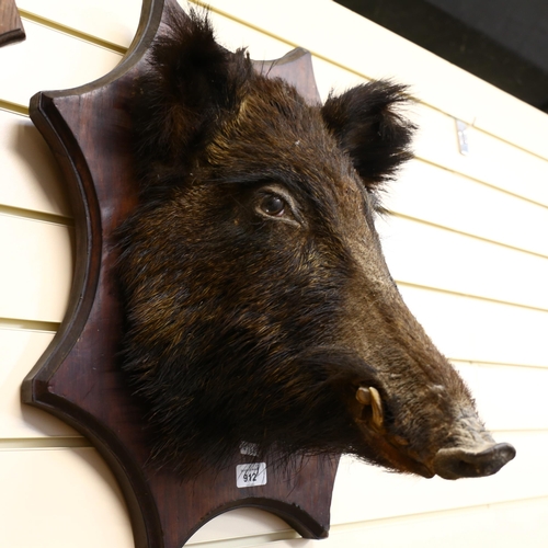 912 - TAXIDERMY - a wild boar head mount, on wooden shield, height 55cm, from wall 34cm