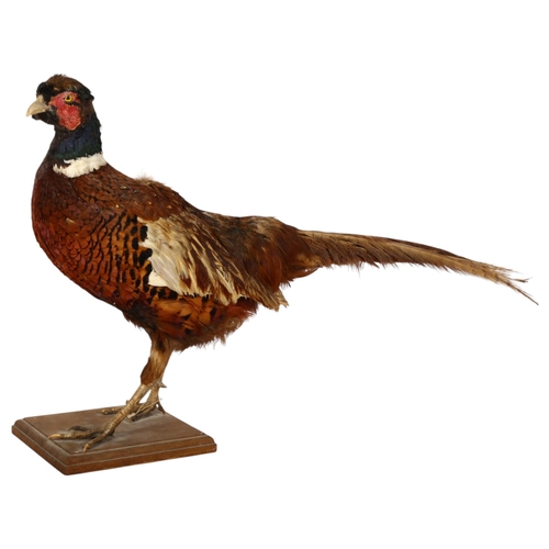 939 - TAXIDERMY - a study of a pheasant, L65cm