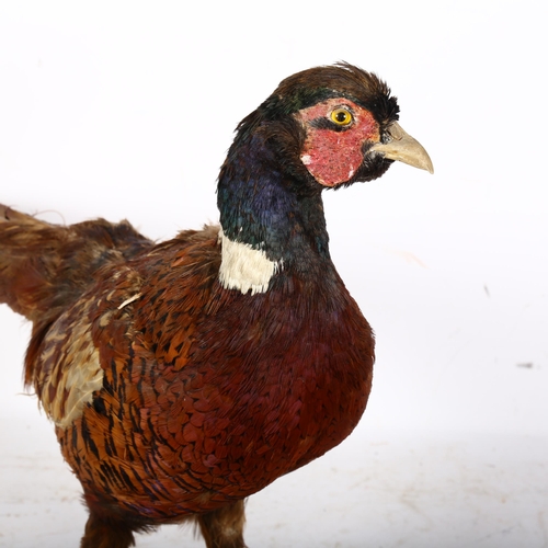 939 - TAXIDERMY - a study of a pheasant, L65cm