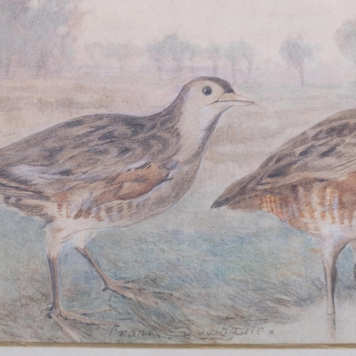 418 - Frank Southgate (1872 - 1916), wading birds, watercolour on paper, 31cm x 22cm, signed, framed