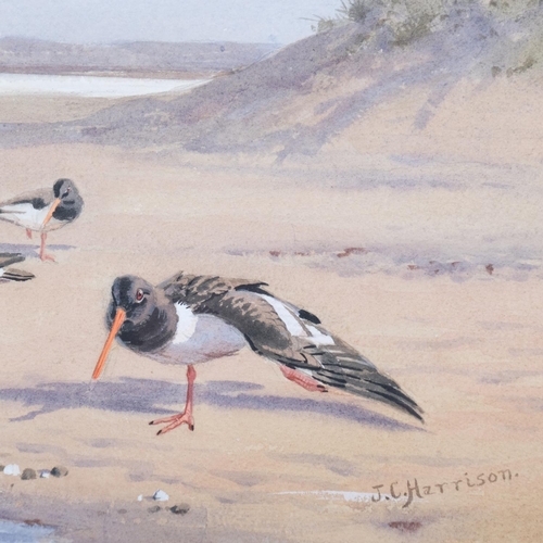 419 - John Cyril Harrison (1898 - 1985), oyster catchers on the shoreline, watercolour/gouache, signed, 46... 