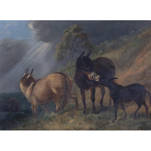 427 - 19th/20th century Irish School oil on board, donkeys on hillside, 19cm x 14.5cm, framed