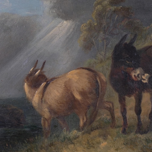 427 - 19th/20th century Irish School oil on board, donkeys on hillside, 19cm x 14.5cm, framed