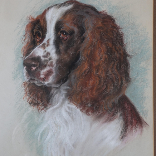 400 - Marjorie Cox, portrait of a Spaniel, Basil, 1984, crayon/pastel on paper, 53cm x 40cm, framed