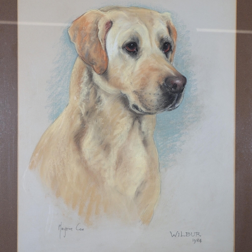 405 - Marjorie Cox, portrait of Labrador, Wilbur, 1984, crayon/pastel on paper, 53cm x 40cm, framed