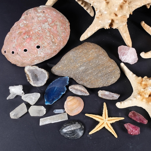 677 - A box with starfish, seashells, and mineral specimens