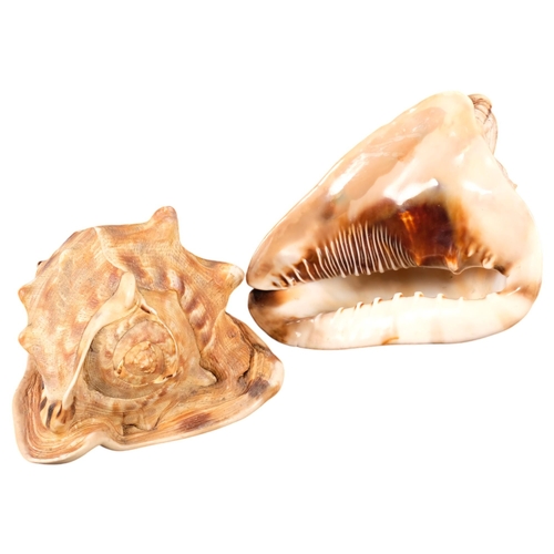 678 - 2 nautilus shells, L22cm