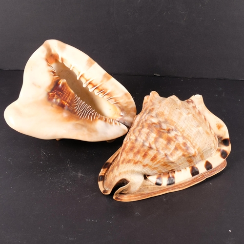 678 - 2 nautilus shells, L22cm