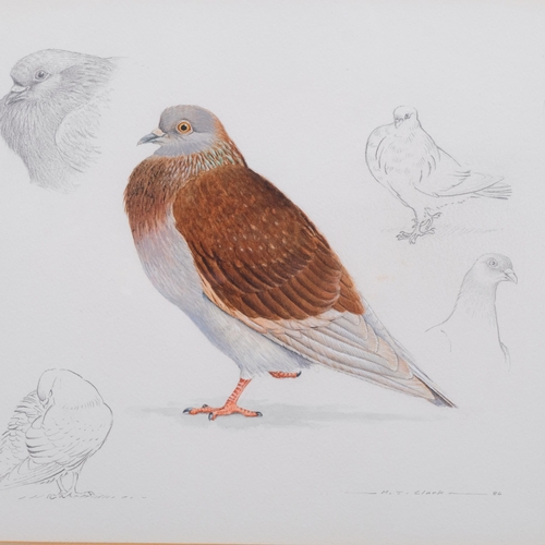 518 - M J Clark, study of a pigeon, watercolour/pencil, signed and dated 1986, 30cm x 33cm, framed