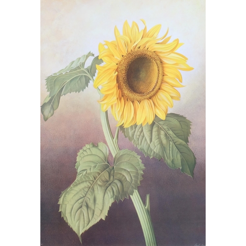 410 - Paul Osborne Jones (1921-1997), lithograph in colours on paper, Helianthus Annuus (Common Sunflower)... 