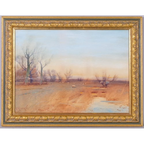 516 - Albert Haselgrave, sheep in pasture, watercolour, signed, 36cm x 48cm, framed