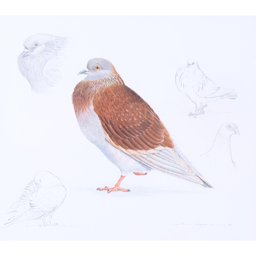 518 - M J Clark, study of a pigeon, watercolour/pencil, signed and dated 1986, 30cm x 33cm, framed