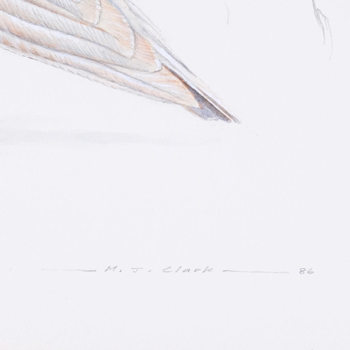 518 - M J Clark, study of a pigeon, watercolour/pencil, signed and dated 1986, 30cm x 33cm, framed