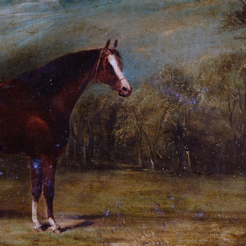 557 - Portrait of a Bay horse in landscape, 19th century oil on canvas, unsigned, 50cm x 70cm, framed