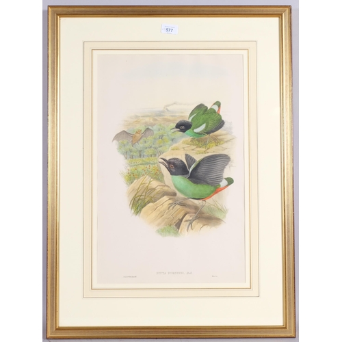 577 - J Gould, 3 ornithological lithographs, largest 51cm x 33cm, framed (3)