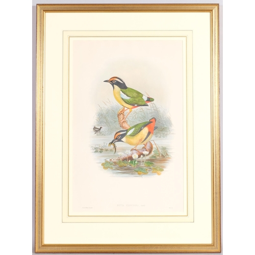 577 - J Gould, 3 ornithological lithographs, largest 51cm x 33cm, framed (3)