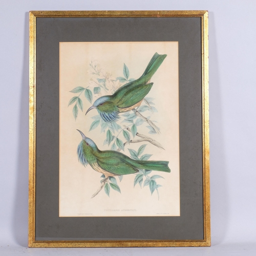 577 - J Gould, 3 ornithological lithographs, largest 51cm x 33cm, framed (3)