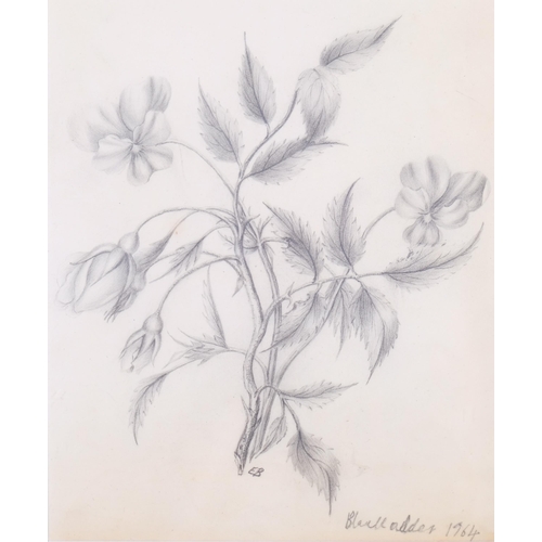 636 - Elizabeth Blackadder (1931 - 2021), wild roses, pencil drawing, signed and dated 1964, 19cm x 16cm, ... 