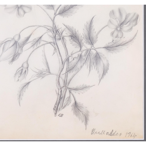 636 - Elizabeth Blackadder (1931 - 2021), wild roses, pencil drawing, signed and dated 1964, 19cm x 16cm, ... 