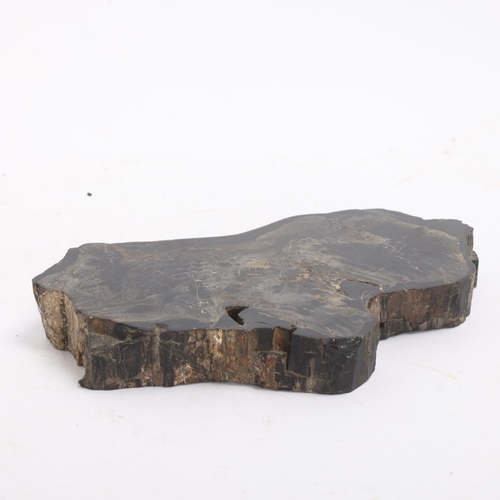 A fossilised petrified tree specimen slice, length 23cm