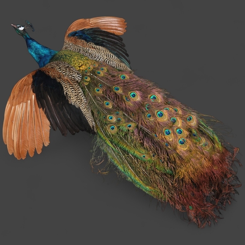 Taxidermy Indian Blue Peacock,

Unusual wall mount with wings spread in flight