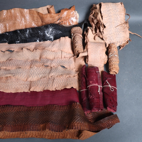 4016 - Taxidermy - a collection of various snakeskins