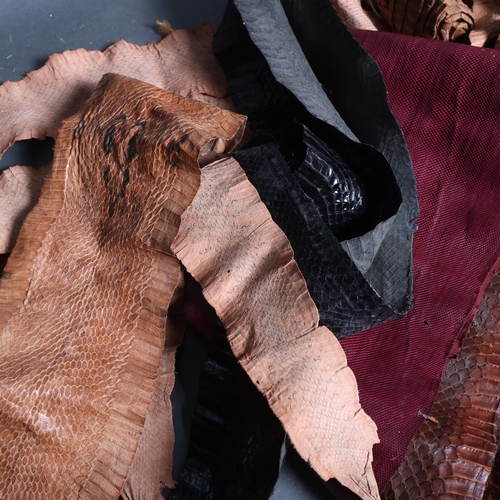 4016 - Taxidermy - a collection of various snakeskins