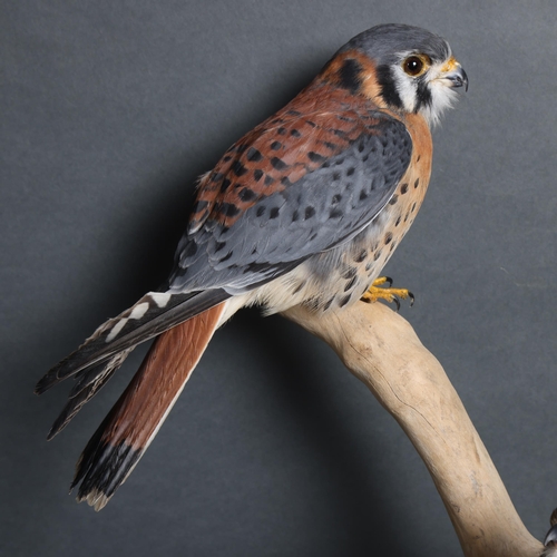 4017 - Taxidermy: Pair of American Kestrels by Carl Church, 

A stunning male and female pair of American K... 