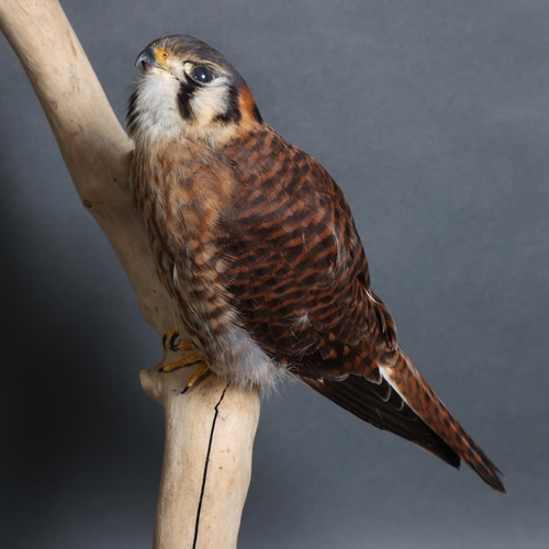 4017 - Taxidermy: Pair of American Kestrels by Carl Church, 

A stunning male and female pair of American K... 
