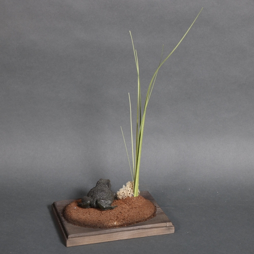 Taxidermy: Common Toad replica A 1:1 museum-style cast replica of a ...