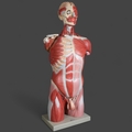 Adam Rouilly - An impressive life-sized anatomical male torso and head ...