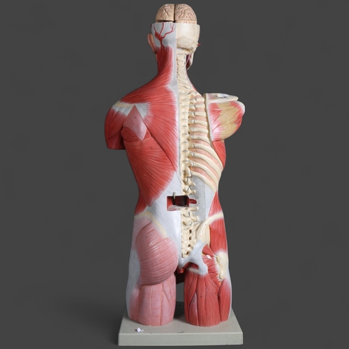 Adam Rouilly - An impressive life-sized anatomical male torso and head ...
