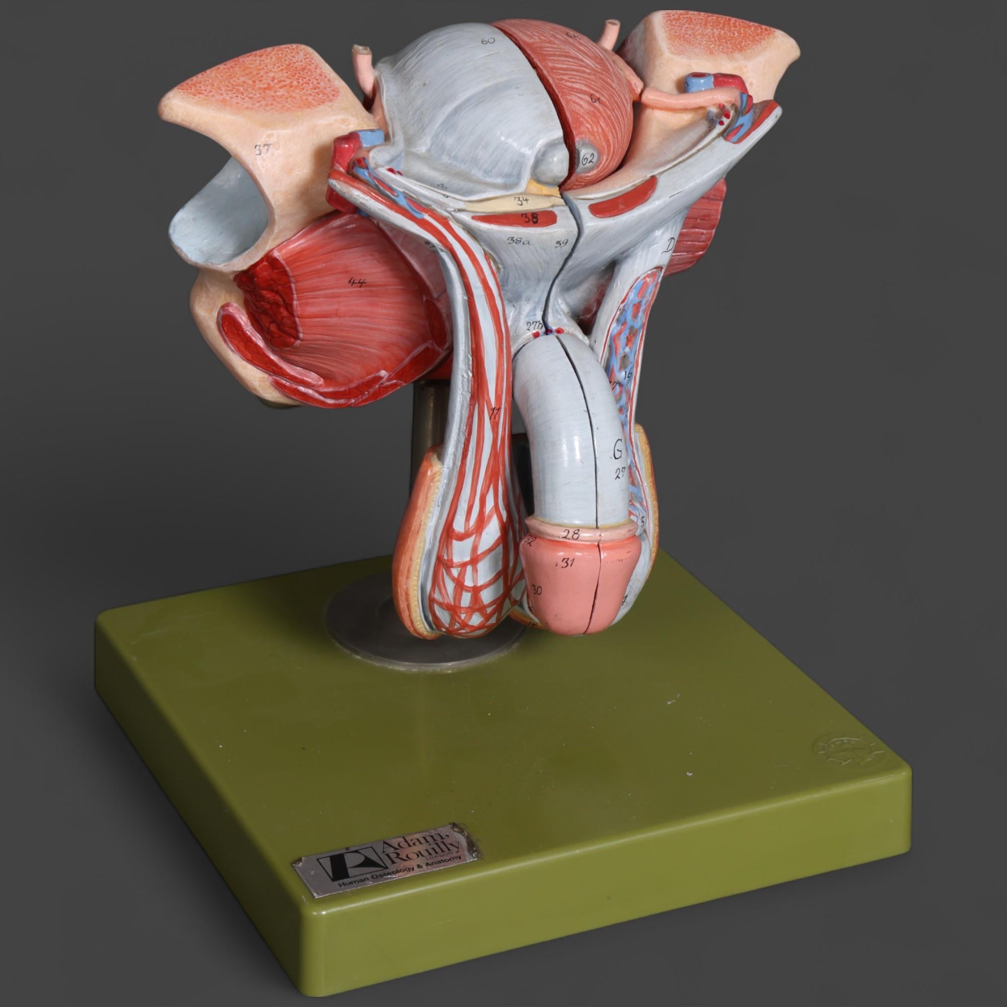 Adam Rouilly - a life sized anatomical teaching aide, study of the male ...