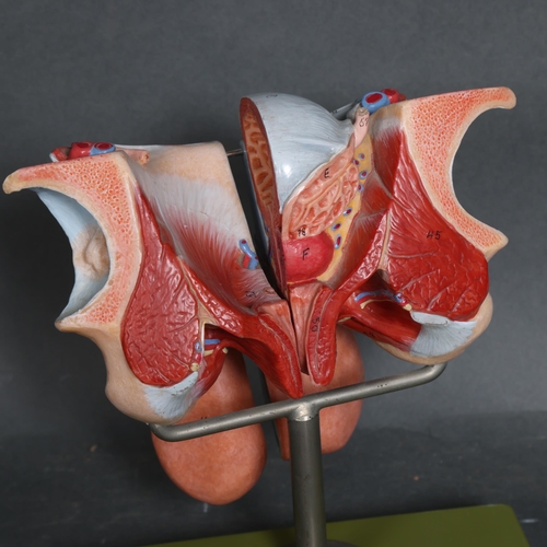 Adam Rouilly - a life sized anatomical teaching aide, study of the male ...