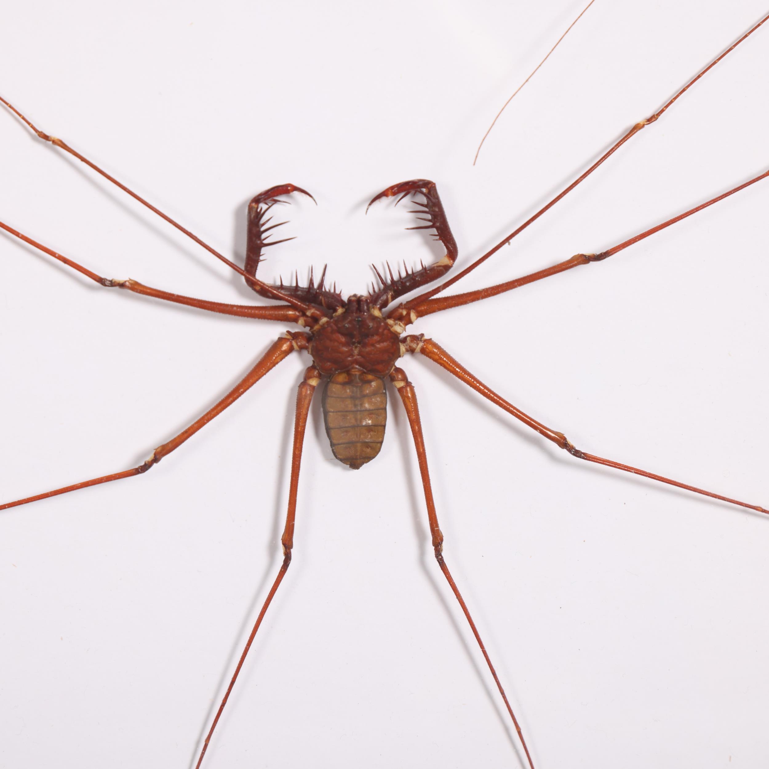 Taxidermy: Whip-Spider An unusual species of arachnid, also known as an ...