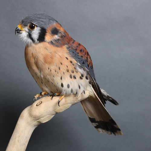4017 - Taxidermy: Pair of American Kestrels by Carl Church, 

A stunning male and female pair of American K... 