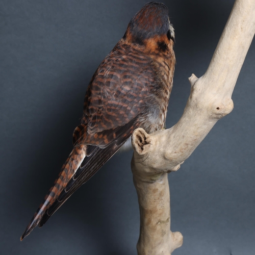 4017 - Taxidermy: Pair of American Kestrels by Carl Church, 

A stunning male and female pair of American K... 