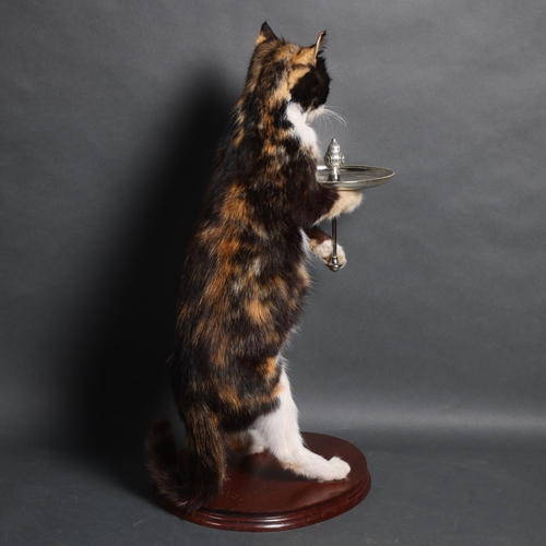 4017 - Taxidermy: Pair of American Kestrels by Carl Church, 

A stunning male and female pair of American K... 