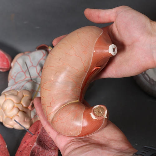 Adam Rouilly - An impressive life-sized anatomical male torso and head ...