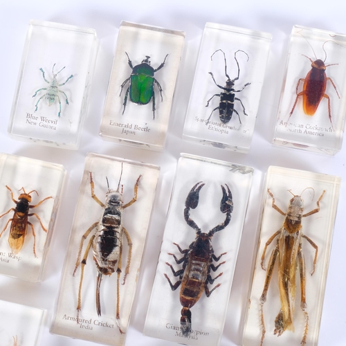 TAXIDERMY - 11 resin preserved insect studies, including scorpions ...