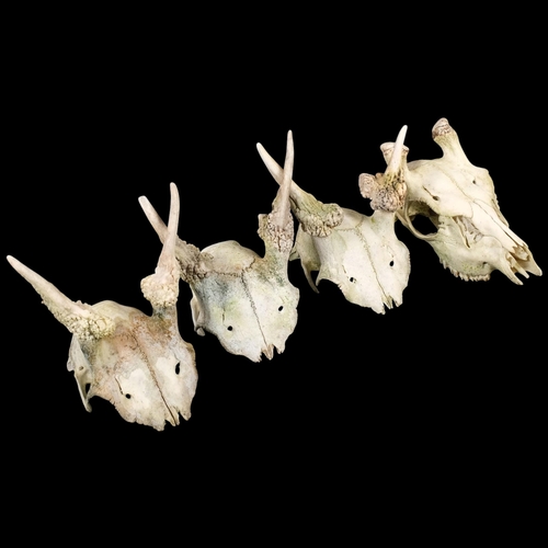 124 - A small group of deer skulls and antlers