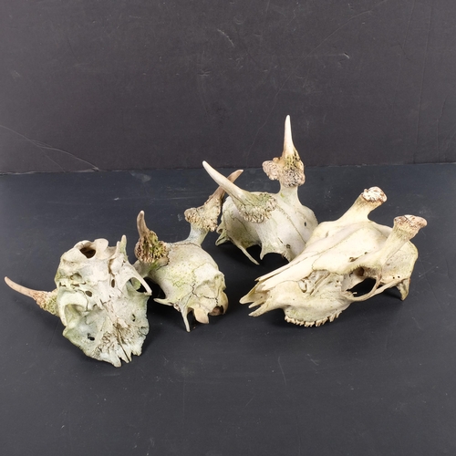 124 - A small group of deer skulls and antlers